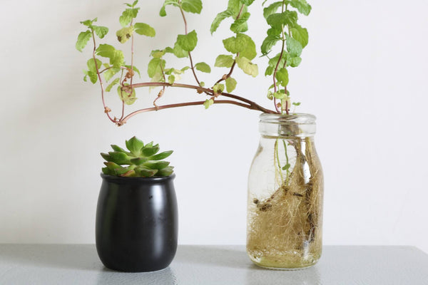 The Ultimate Guide to Using a Propagation Vase